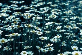 camomile field close-up in blurred background