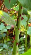 red thorns of rose on green stem