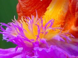 colorful flowers close-up on blurred background