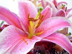 pink lily flower blooming