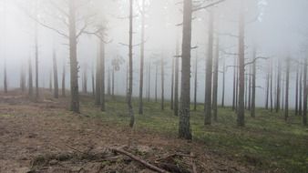 landscape of oak forest in the fog