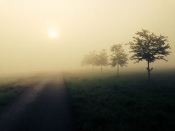 foggy morning on a field with trees