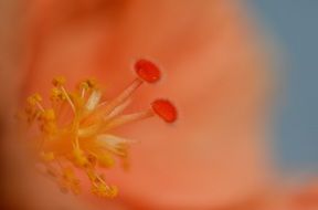 hibiscus flower macro shot