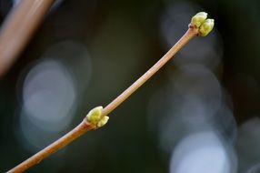 green buds on branch