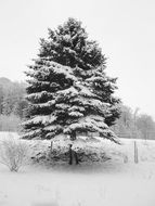 snow fir christmas tree winter