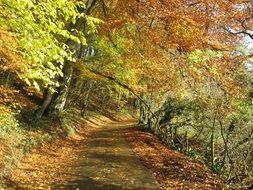 fall foliage country