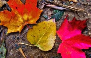 multicolor colorful autumn leaves close up