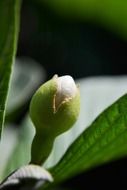 guava flower bud