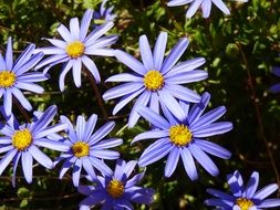 bush of purple daisies with green leaves