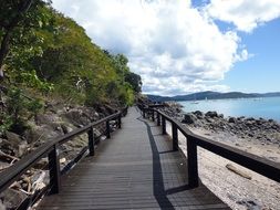 Beautiful coast with plants in Australia