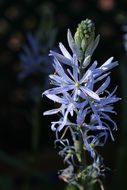 camassia flowers