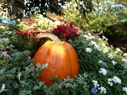 orange pumpkin as a decoration of the garden