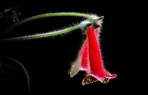 Red flower on a thin stalk in the dark