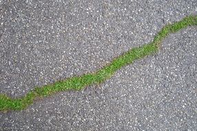 strip of grass among asphalt