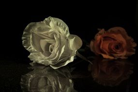 white red cutted roses