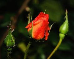 rose blossom in the sunshine