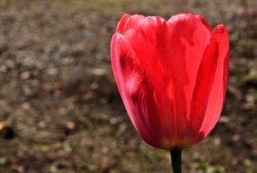 tulip on the background of the ground in the garden