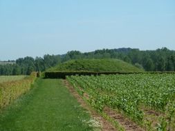 Corn field in Belgium