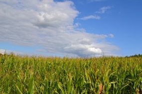 corn fields sky