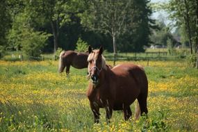 kaltblut horse pasture