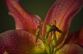 orange lily flower macro