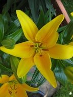 yellow lily flower in spring