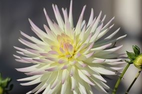 Picture of the dahlia blossoms in a garden