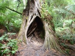 cave in a tree trunk