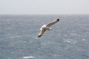 seagull flies over the waves of the sea