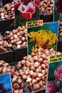 Colorful seeds of Dutch flowers in Amsterdam, Netherlands