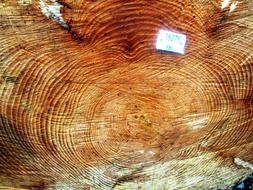 annual rings on a tree in the forest