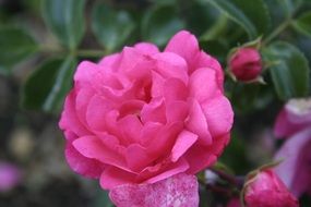 Close-up of the pink flowers in summer