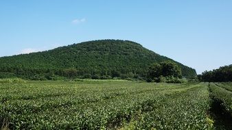 green tea plantation in jeju