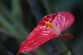 Close-up of the beautiful red, white and yellow flower in Montreal Botanical Garden