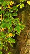 foliage on a brown tree trunk