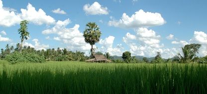 Landscape of the field in Thailand