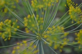 yellow inflorescence of dill closeup