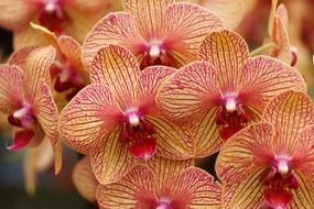 beautiful colors orchid bloom