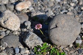 Flower in the rocks
