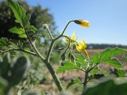 yellow flowers of tomatoes closeup
