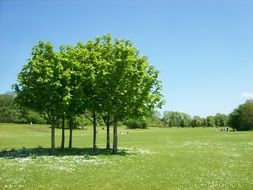 Green trees on a green field with flowers