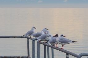 gull water birds at pier