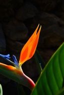 Beautiful and colorful bird of paradise flower and green leaf