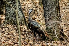 wild turkey in the forest