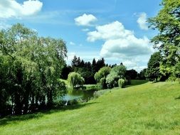 willow trees by a river in summer on a sunny day