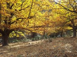 delightful beauty autumn