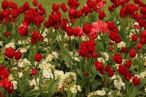 red tulips in bloom