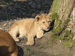 lion cub in zoo portrait