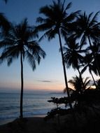 palm trees on the beach at dusk