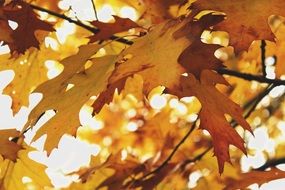 autumn yellowed maple leaves